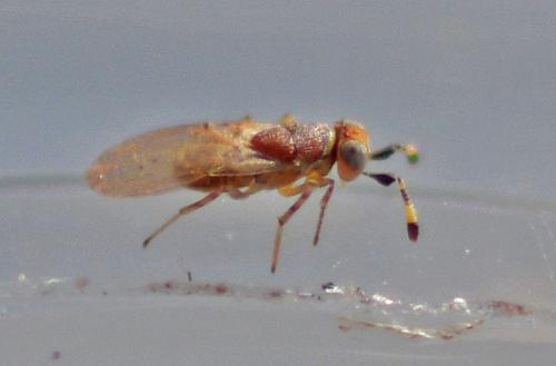 Metaphycus sp.